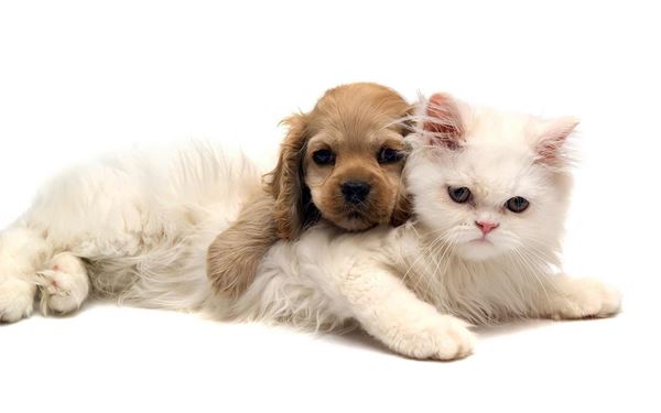 Picture for category Pet Health